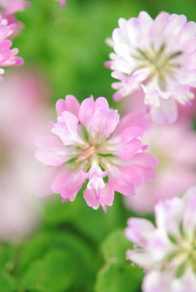 Japan　昭和記念公園　2012　椿と蓮華草ほか　～ミツバチばあやの冒険～