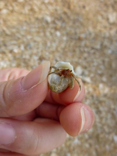 ANAエコノミークラスでちょいと沖縄離島まで