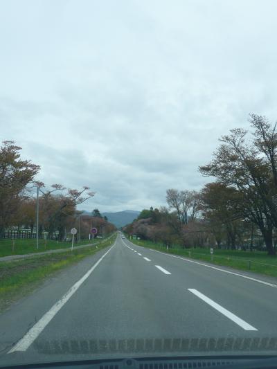 遂に来ました！『二十間道路桜並木』◆2012年5月は北海道へ花見に行こう！【その２】