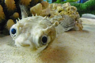 夏は水族館三昧～海響館編～。