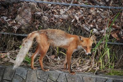北海道1300?バスツアー