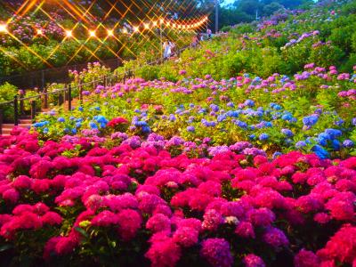 蒲郡のあじさい