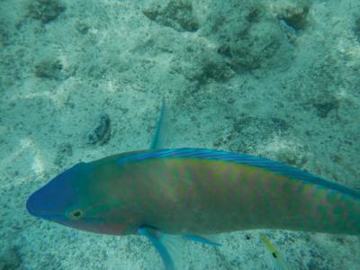 マニャガハ島はお魚パラダイスでした。