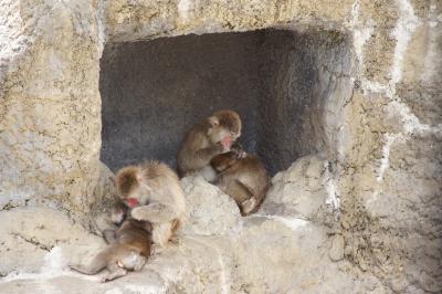 2度目の市川市動植物園今度は子連れ