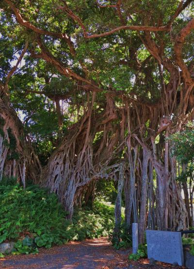 屋久島-4　中間ガジュマル、天然記念物の大樹　☆中間川畔/集落入口に300年余