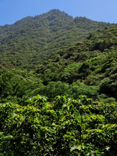 屋久島-6　西部林道、歩いて世界遺産地域を実感　☆照葉樹の森は豊か