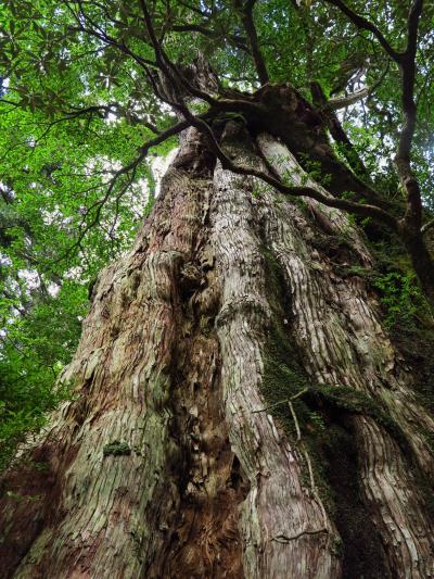 屋久島-9　紀元杉、推定樹齢三千年の巨木 間近に　☆着生の樹種も多く