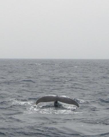 姪っ子連れて初沖縄～クジラにダイビング　初体験～