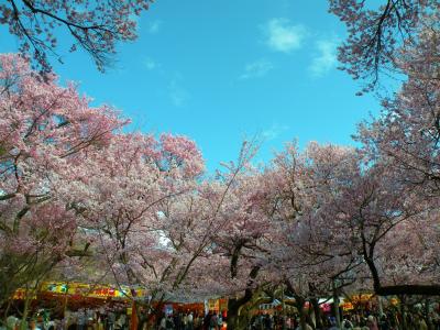 ～旅風に誘われて55～　念願の高遠桜を見に行く