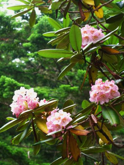 富士山-1　スバルライン樹海台⇒五合目　ある歩　☆シャクナゲの花盛りに