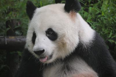 ○○の国、中国 其の弐