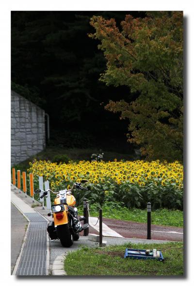 Solitary Journey ［1095］ 自由気ままなε=ε=ヘ(；^^)ノ 夏の車旅⑯ 富士五湖めぐり＜河口湖大石公園＆西湖＞山梨県富士河口湖町