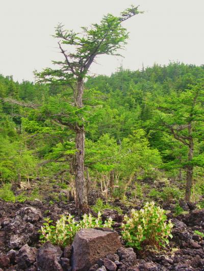 富士山-4　森林浴コース　奥庭⇒樹海台駐車場　☆コケ＆倒木も多く