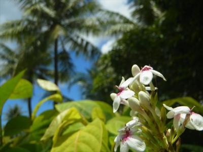 自閉症の息子とグアム旅行①移動編
