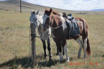 モンゴル 乗馬の旅 エレステツーリストキャンプ 前半
