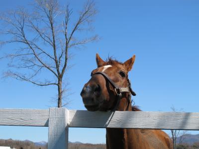 北海道の春は遅かった【2日目.お馬の親子はなかよしこよし】