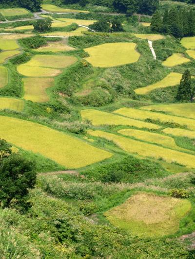 「 松之山 & 片貝まつり 」 の旅 ＜ 新潟県十日町市・小千谷市 ＞