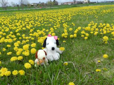 たんぽぽの花畑＠『鵡川たんぽぽ公園』◆2012年5月は北海道へ花見に行こう！【その４】