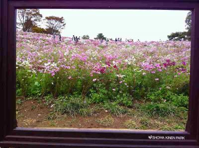 立川（昭和記念公園のコスモス）