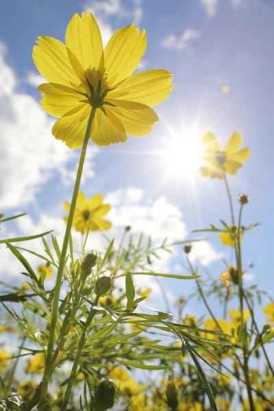 あわじ花さじきと明石海峡公園 2012初秋