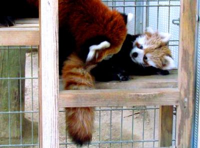 秋の赤ちゃんレッサーパンダ紀行【２】　周南市徳山動物園　リボンちゃん＆コタロウ君おめでとう！！　のんた君公開開始です！！