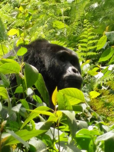 ブウィンディ国立公園