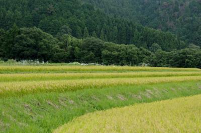 日本の原風景を求めて～京都越畑・樒原の棚田へ　Part1