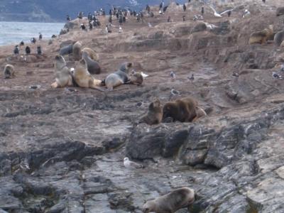 冬のパタゴニア・ビーグル水道クルーズ