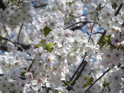 2012 千鳥ヶ淵での桜を愛でる