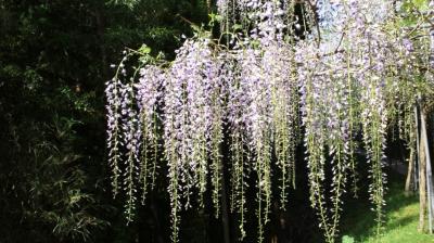 藤棚　薄紫色の花のカーテンが連なります