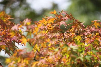 紅葉が始まった薬師池公園～小さい秋みつけた♪