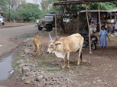 インド周遊(その23) 12日目・1 シルディ→アウランガーバード 朝のバス
