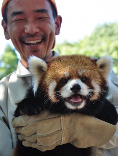 レッサーパンダが笑った！！！レサパンの聖地、茶臼山動物園のほほん記