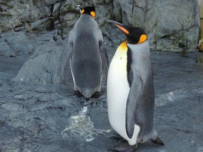 北海道の動物たちに癒されました！