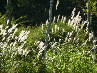 秋の信州【1】特急「しなの９号」で松本に向かう