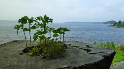 能登島に棲むイルカを訪ねて