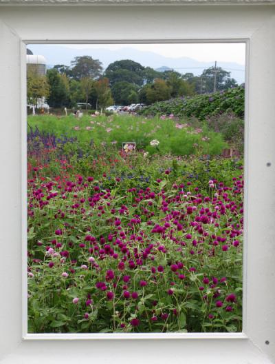 2012年　亀岡のコスモス園