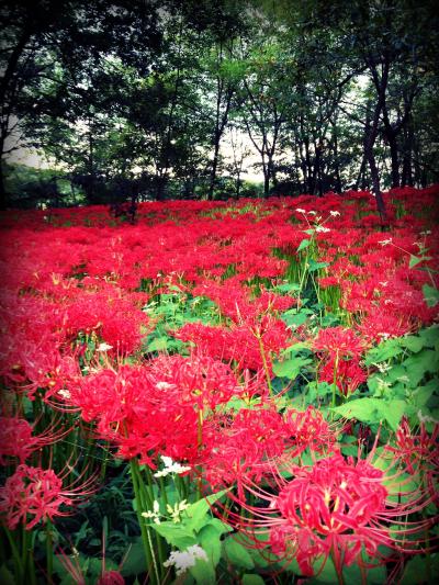 週末ドライブ3 ~マンジュシャゲ・秩父・川越&more~