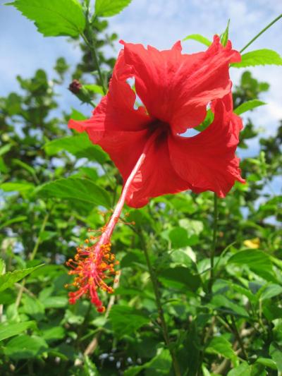秋休みに沖縄♪小学生の子と行く家族旅行♪２日目
