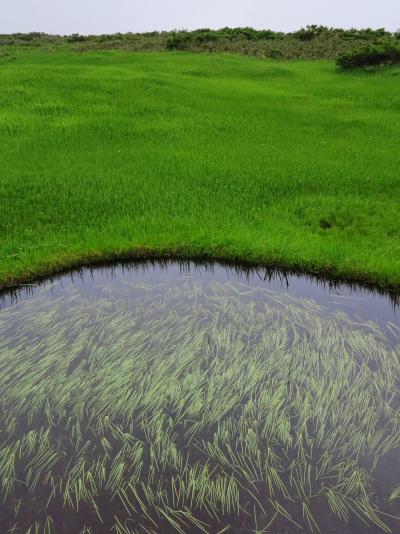 月山ｂ 弥陀ヶ原湿原、天空のお花畑？見ごろ品種も多く　☆専門ガイドに案内され