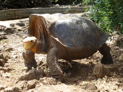 野生動物の楽園ガラパゴスに行ってみた