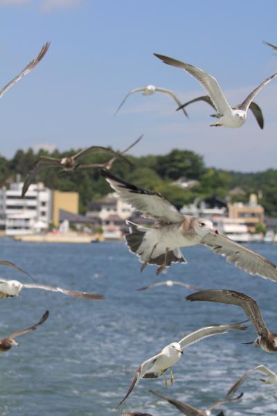 松島/多賀城ぐるり旅【4】～日本三景をクルージング＆ウミネコの餌付け～松島島巡り観光船