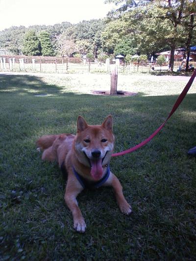 犬連れで初の遠出　森林公園