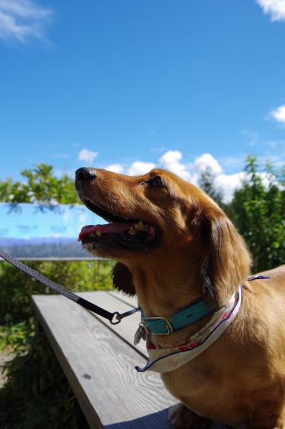 愛犬と初旅行で八ヶ岳♪U・x・U