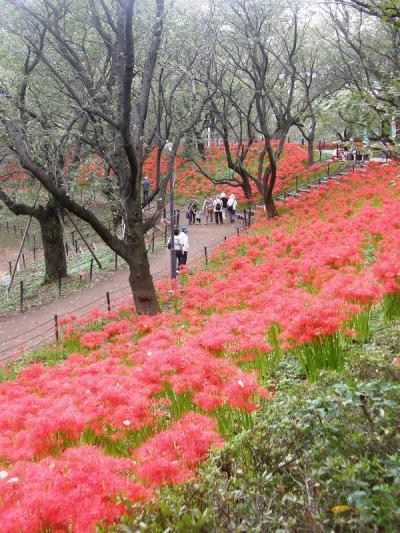 権現堂堤で彼岸花を愛でる