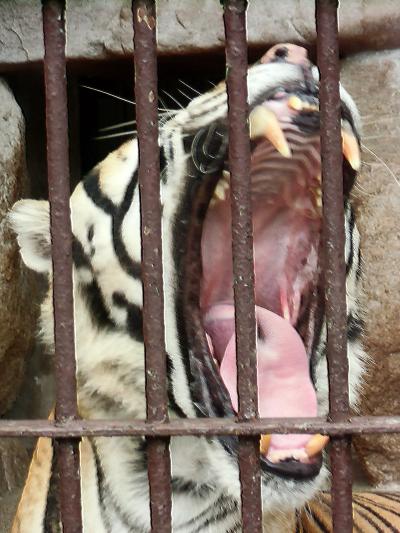 　晴れの国　岡山（岡山池田動物園）