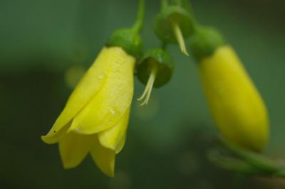 祝・キレンゲショウマ開花！初秋の京都府立植物園はお楽しみがいっぱい！