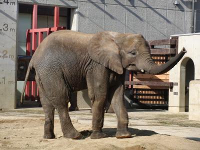 ゾウの姉弟に会いに！とべ動物園