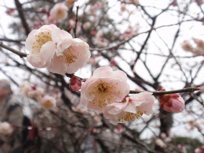 青梅で観梅　（ Plum trees in Ome, the second time )