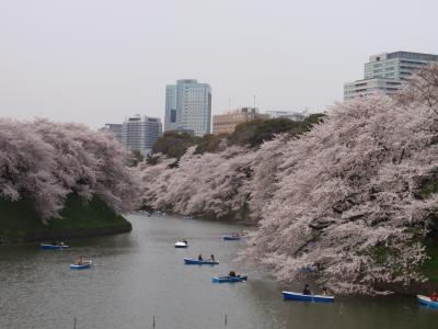 江戸川橋＆千鳥ヶ淵の桜　Cherry blossoms in Edogawabashi and Chidorigafuchi area